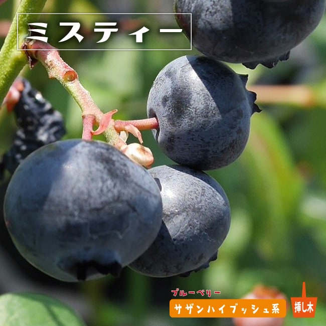 ブルーベリー　ミスティー