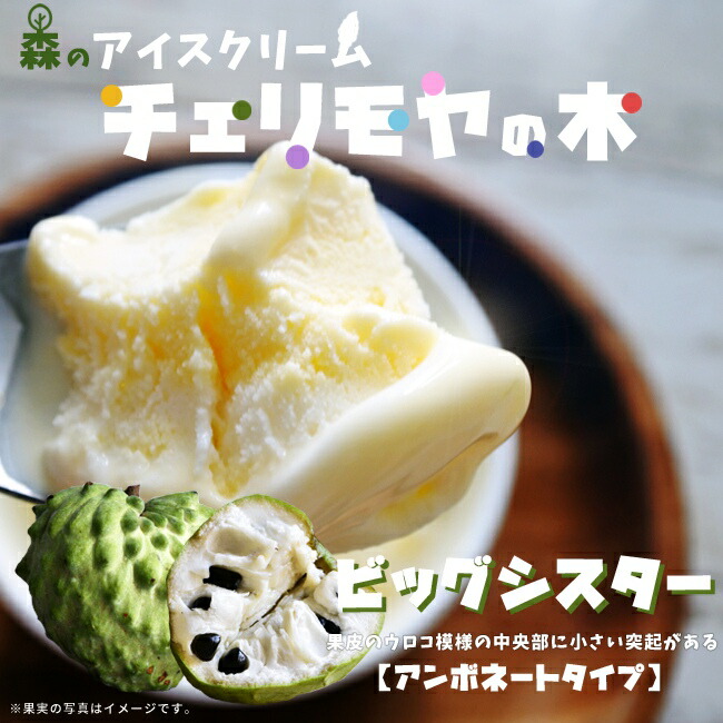 果樹　チェリモヤ ビッグシスター 