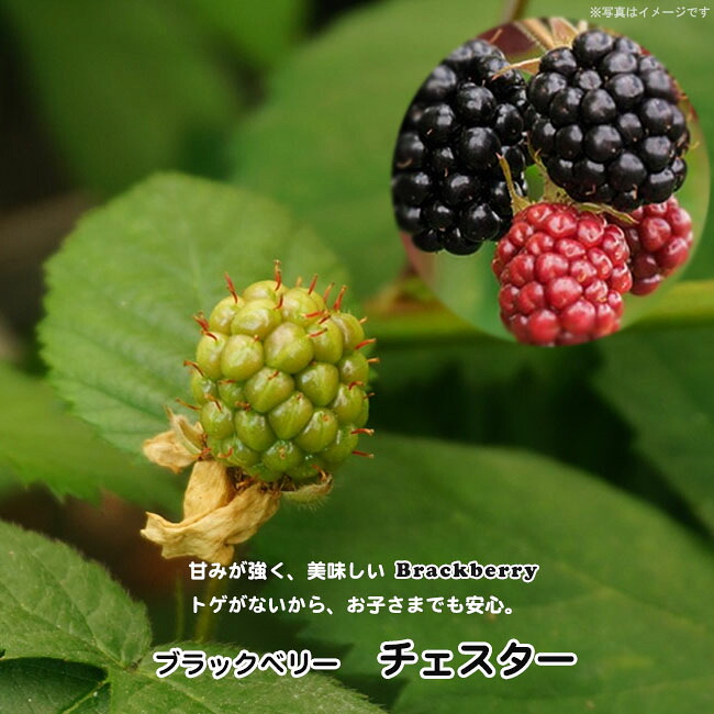 ブラックベリー チェスター 3