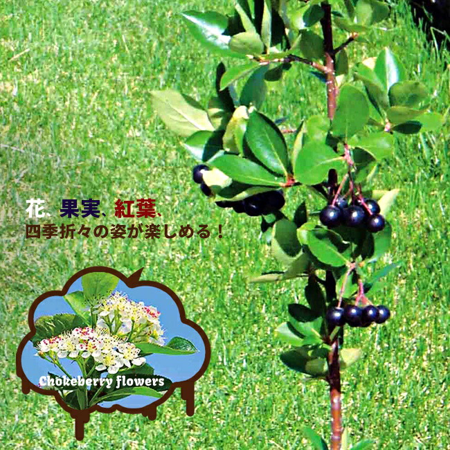 アロニア メラノカルパ 1