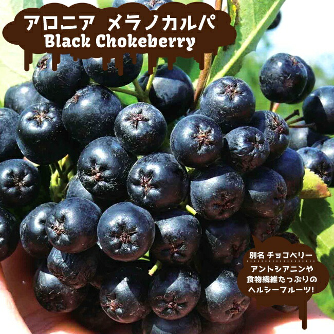 アロニア メラノカルパ 