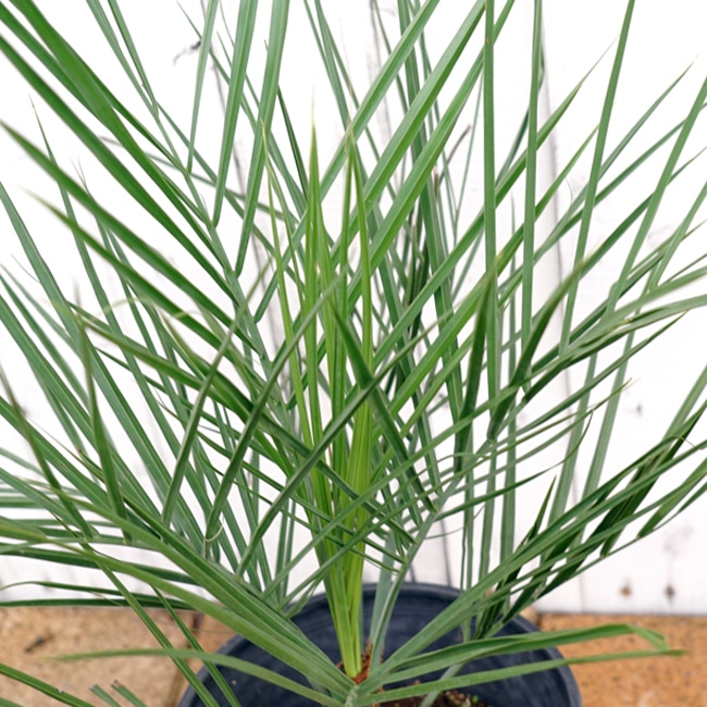 ヤシの木 【ココスヤシ】 5号ポット苗