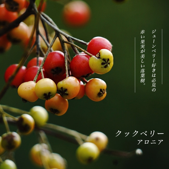 アロニア アルブティフォリア クックベリー 苗 販売 苗木部 By 花