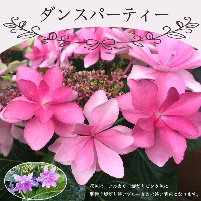 アジサイ ダンスパーティー 
