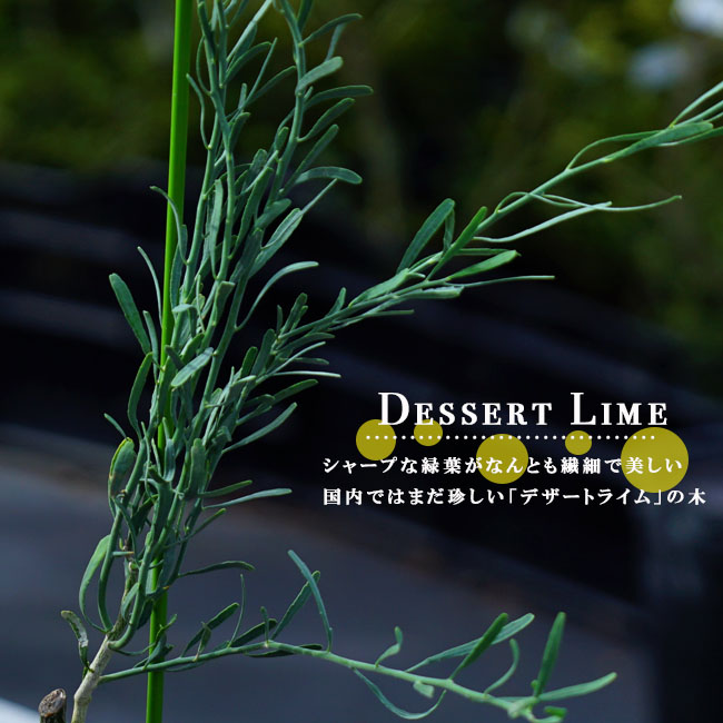 柑橘 ライム デザートライム 苗 通販 苗木部 By 花ひろばオンライン