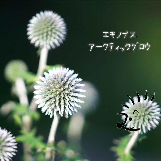 エキノプス  スターフロスト