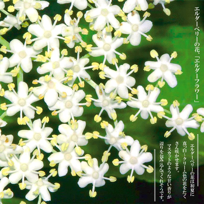 エルダーフラワー