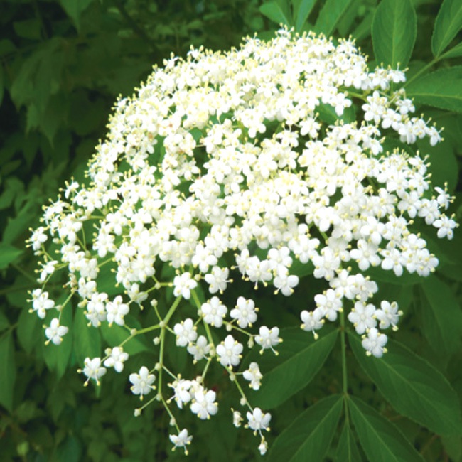 エルダーフラワー