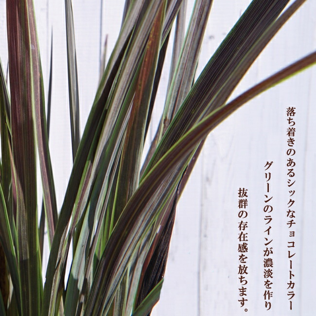 コルジリネ エレクトリックスター 1