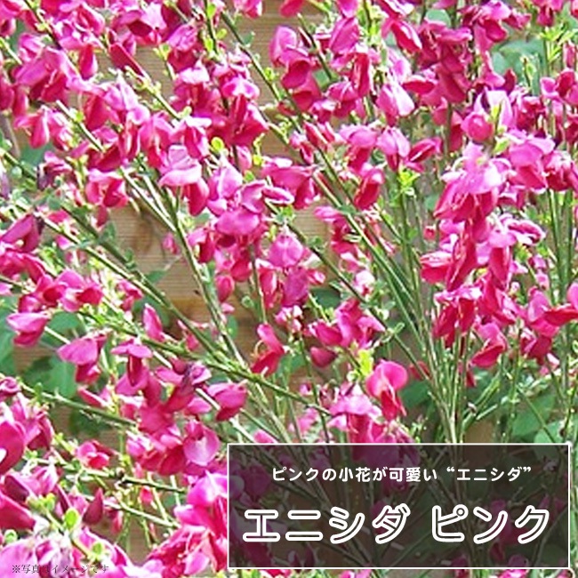 エニシダ ピンク 