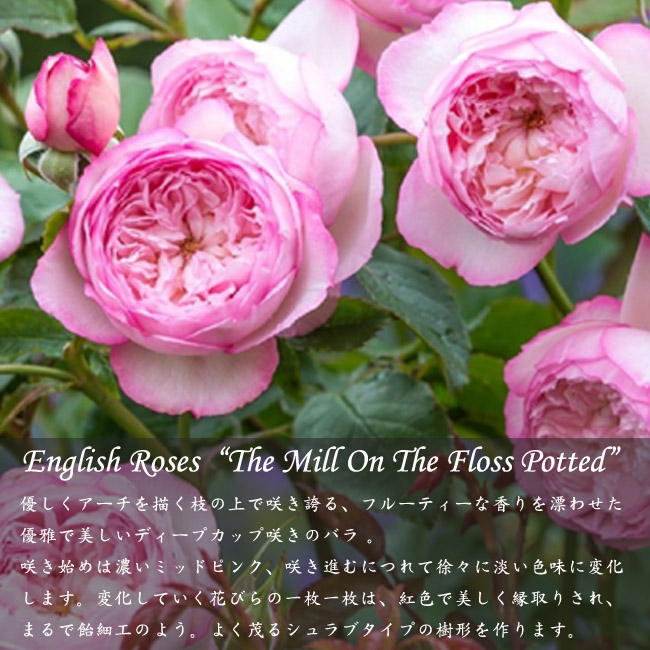 バラ 苗 販売 苗木部 By 花ひろばオンライン