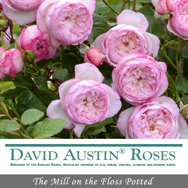 バラ 苗 販売 苗木部 By 花ひろばオンライン