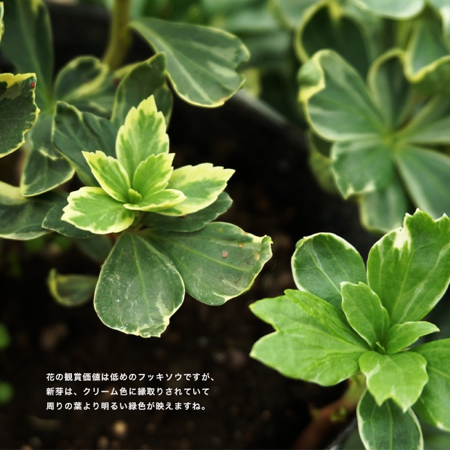 斑入りフッキソウ