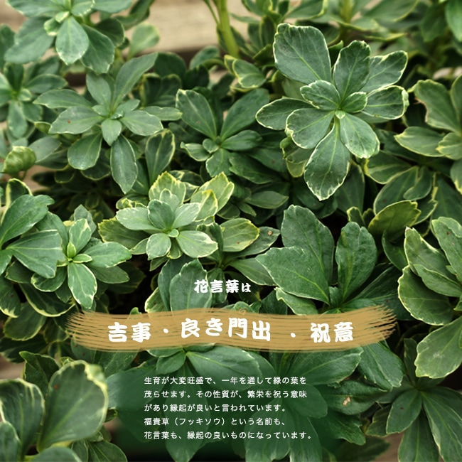 斑入りフッキソウ