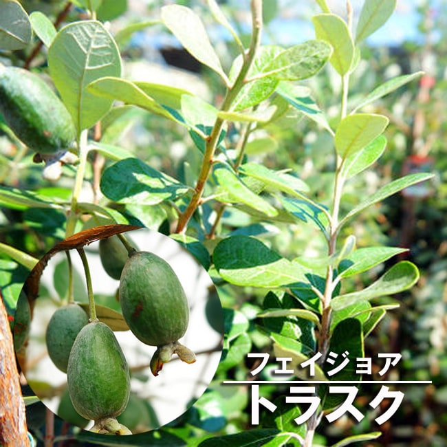 フェイジョア トラスク 2