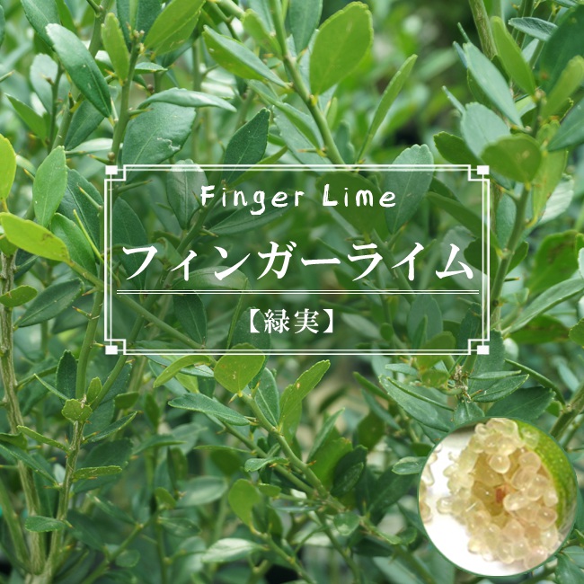 フィンガーライム緑実