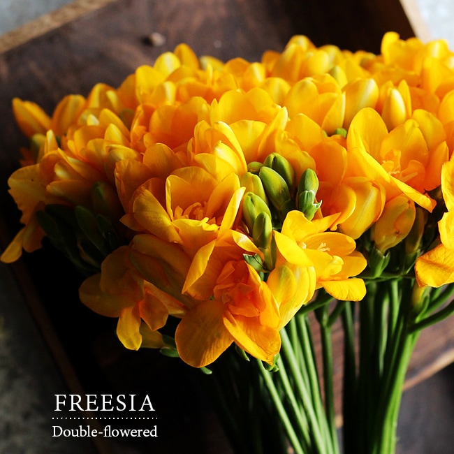 フリージア　黄色八重