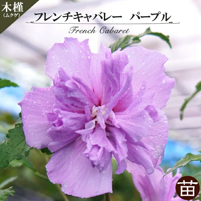ムクゲ 【フレンチキャバレー パープル】