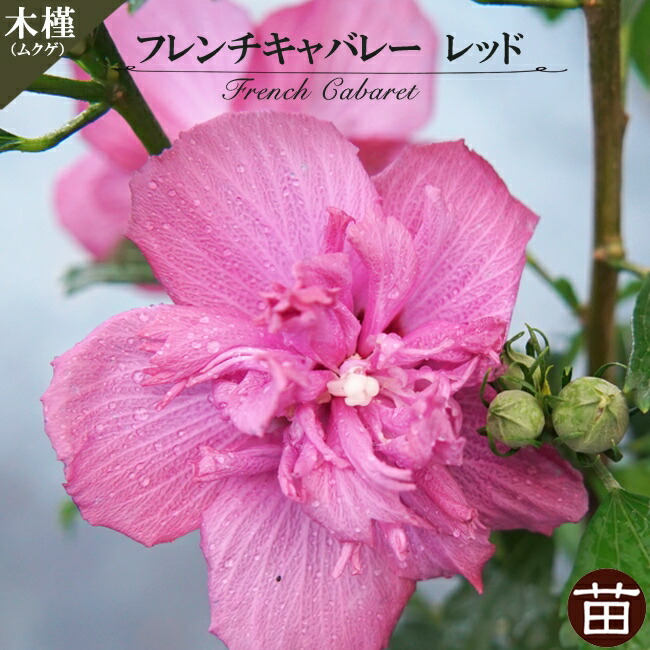 ムクゲ  フレンチキャバレー レッド