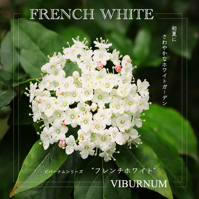 ビバーナム フレンチホワイト 