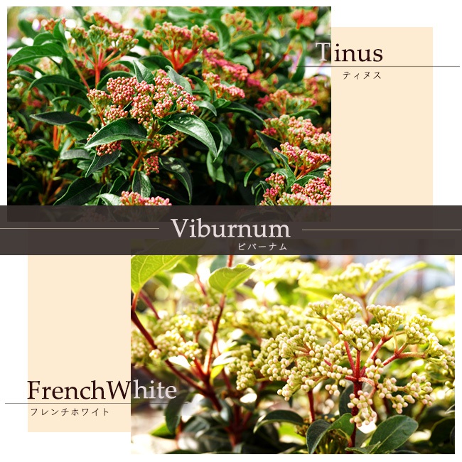 ビブルナム　ティヌス　フレンチホワイト