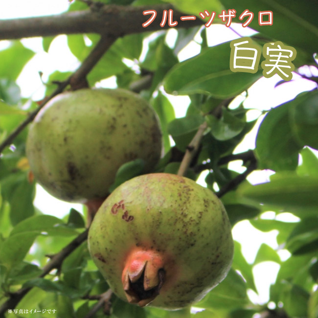 ザクロ フルーツザクロ 白実 3
