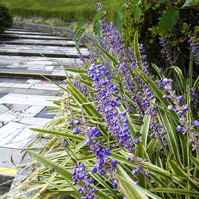 リリオペ（フイリヤブラン）