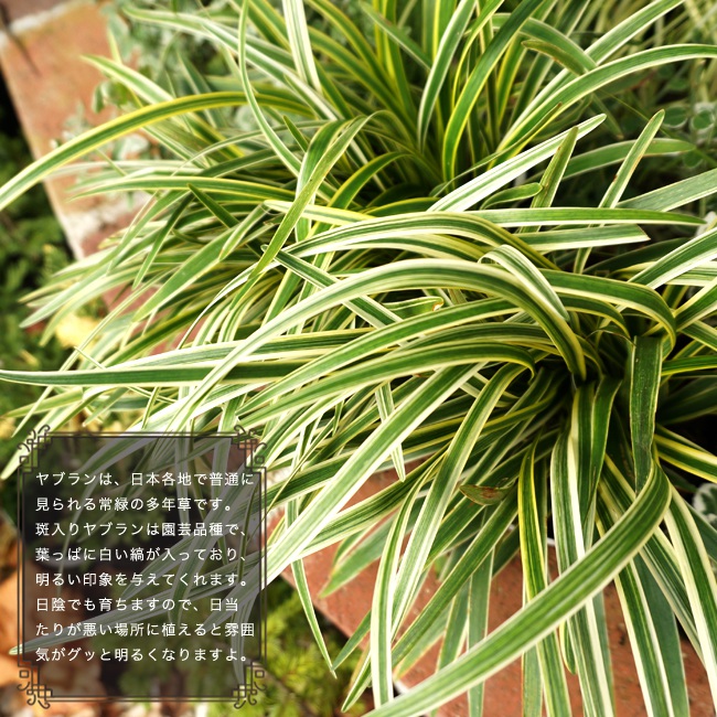 フイリヤブラン