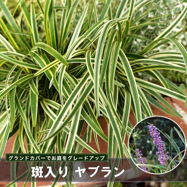 斑入りヤブラン