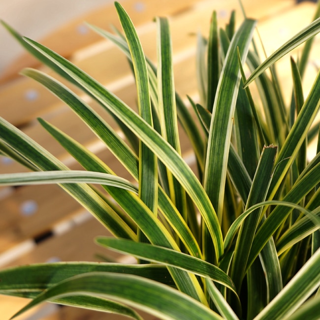 フイリヤブランの葉。別名：ゴールドバンテッド