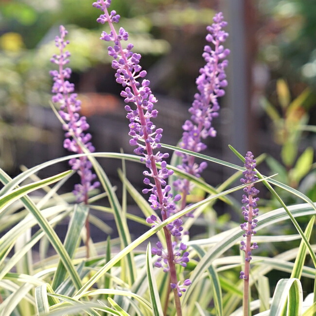 斑入りヤブラン