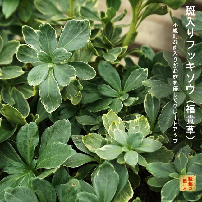 斑入りフッキソウ