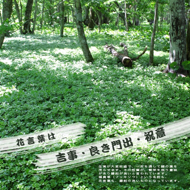 フッキソウのグランドカバー