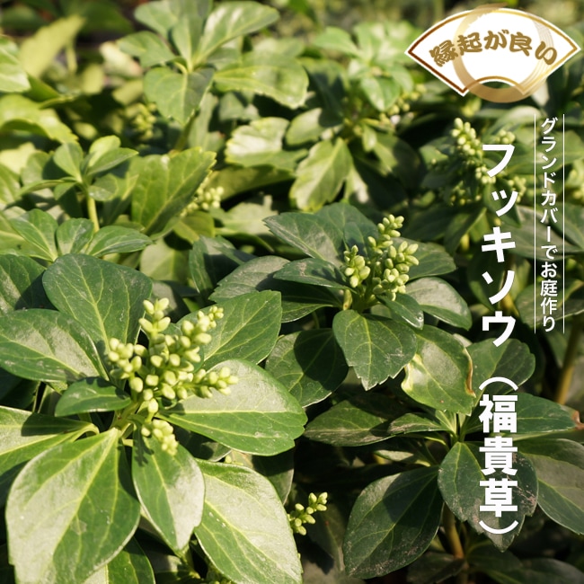 フッキソウ