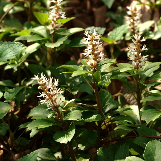 フッキソウの花