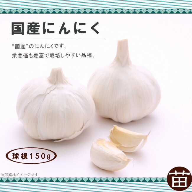 にんにく 苗 販売 苗木部 By 花ひろばオンライン