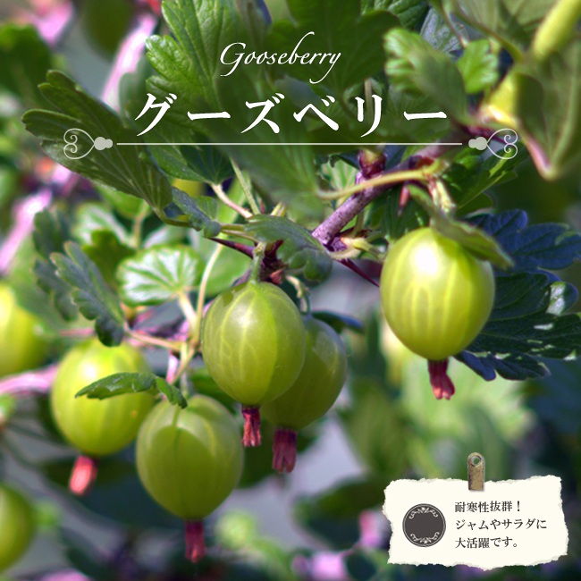 グーズベリー 