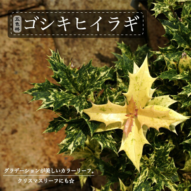 ゴシキヒイラギ