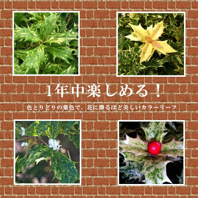 ゴシキヒイラギ