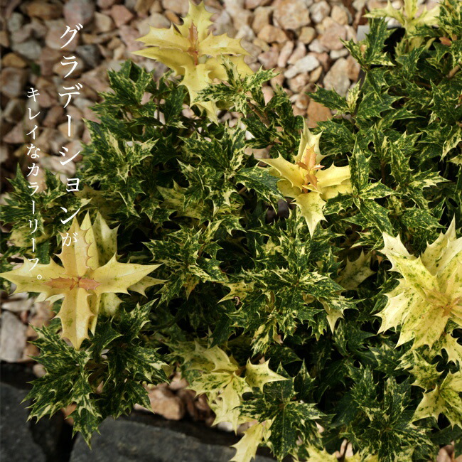 ゴシキヒイラギ