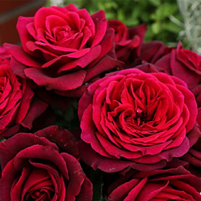 バラ グレーフィンディアナ  2