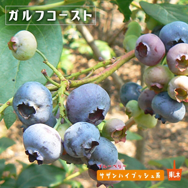 ブルーベリー ガルフコースト 