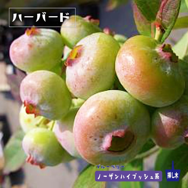 ハーバードの実