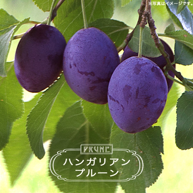 ハンガリアンプルーン