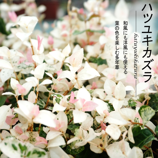 ハツユキカズラ ハツユキカズラ 
