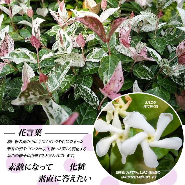 ハツユキカズラ ハツユキカズラ 2