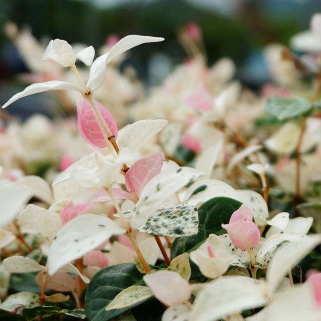ハツユキカズラ ハツユキカズラ 5