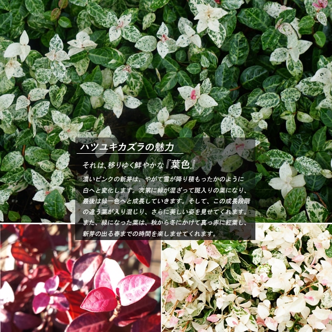 ハツユキカズラ ハツユキカズラ 1