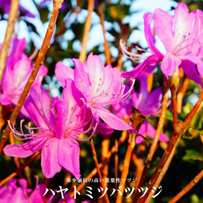 ツツジ ハヤトミツバツツジ 6