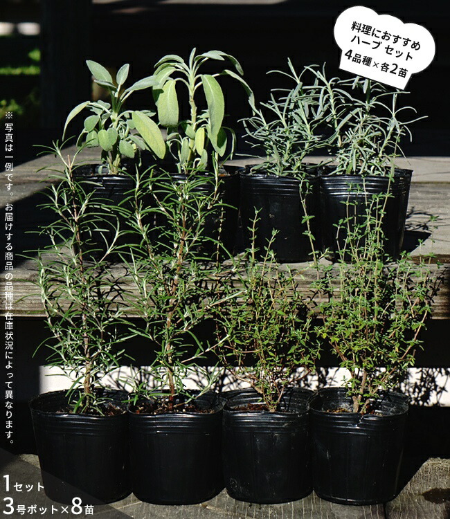 ハーブ セット苗 お任せ ハーブセット 料理に使えるハーブ 8苗 | 苗木